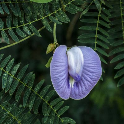 beautiful mauve flower