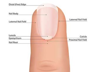 medical anatomy of the nail to be learned by technicians in school