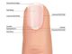 medical anatomy of the nail to be learned by technicians in school