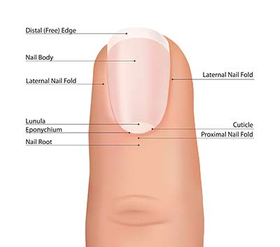 medical anatomy of the nail to be learned by technicians in school